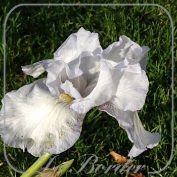 Iris 'Immortality'