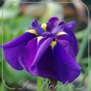 iris-kaempferi--188 Iris kaempferi --