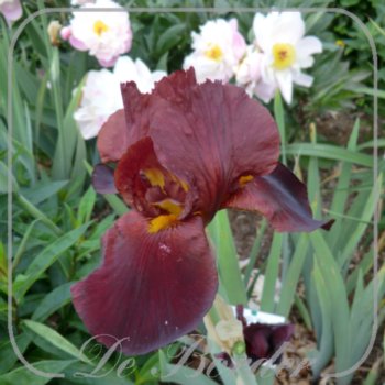 Iris 'Royal Tapestry'