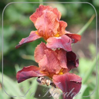 Iris 'Royal Tapestry'
