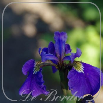 Iris setosa