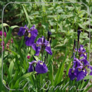 Iris setosa