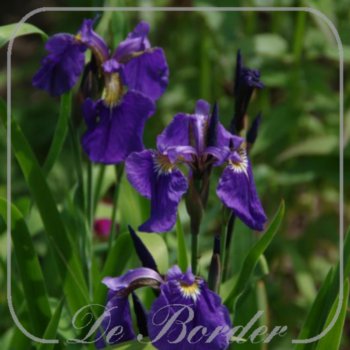 Iris setosa