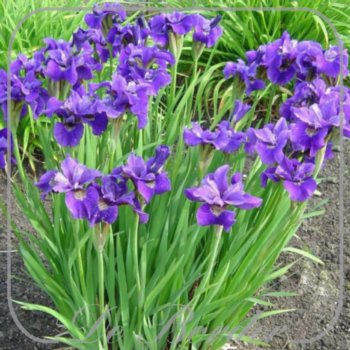 Iris sibirica 'Ruffled Velvet'
