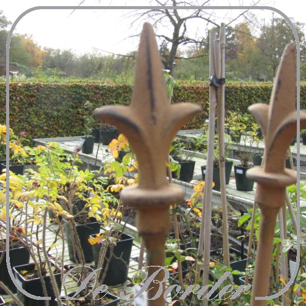 Iron -planten staak franse lelie 150cm