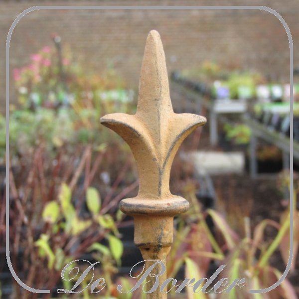 Iron -planten staak franse lelie 150cm