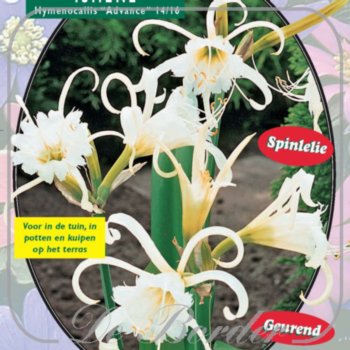 Ismene Festalis Zwanenburg