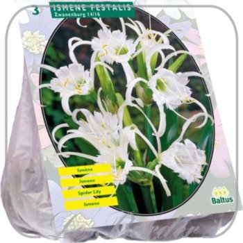 Ismene Festalis Zwanenburg