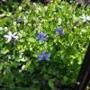 Isotoma fluviatilis 'Dark Blue'