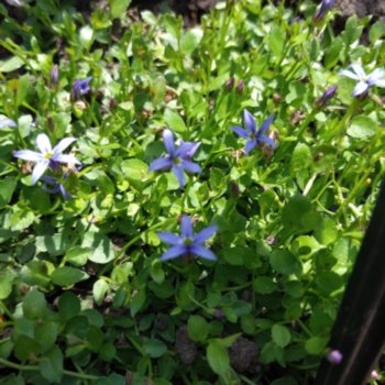 Isotoma fluviatilis 'Dark Blue'
