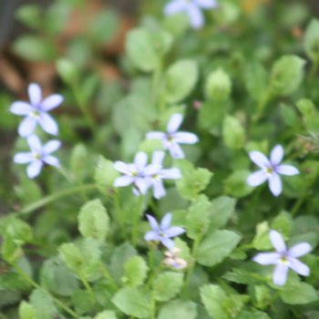 isotoma-fluviatilis-dark-blue-971 Isotoma fluviatilis 'Dark Blue'