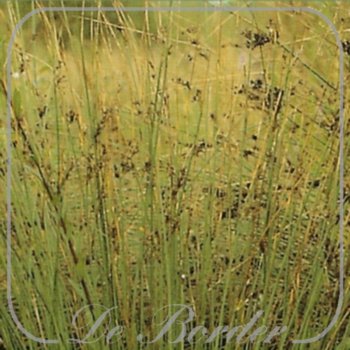 Juncus inflexus