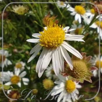 Kalimeris incisa 'Alba'