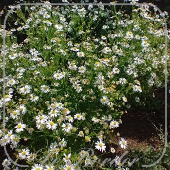 Kalimeris incisa 'Alba'