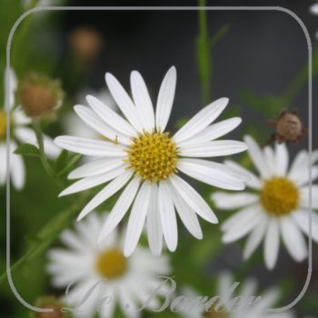 Kalimeris incisa 'Alba'