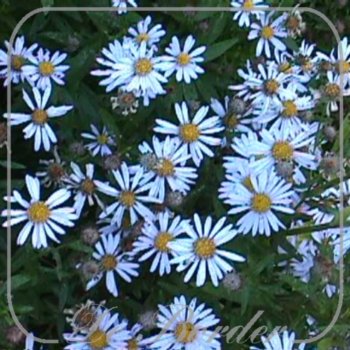 kalimeris-incisa-blue-star-maat-xl-pot-1l-708.jpg Kalimeris incisa 'Blue Star'