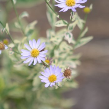 Kalimeris incisa 'Variaster'