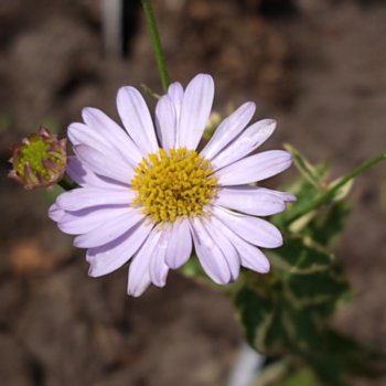 kalimeris-incisa-variaster-748 Kalimeris incisa 'Variaster'