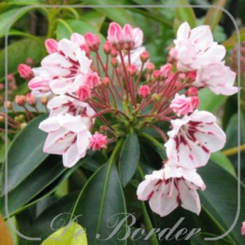 kalmia-latifolia-carousel-25-30-cm-c4-840 Kalmia latifolia 'Carousel'
