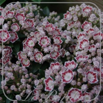 kalmia-latifolia-minuet-209.jpg Kalmia latifolia 'Minuet'