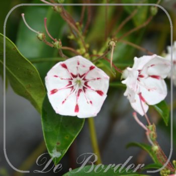 kalmia-latifolia-peppermint-364.jpg Kalmia latifolia 'Peppermint'