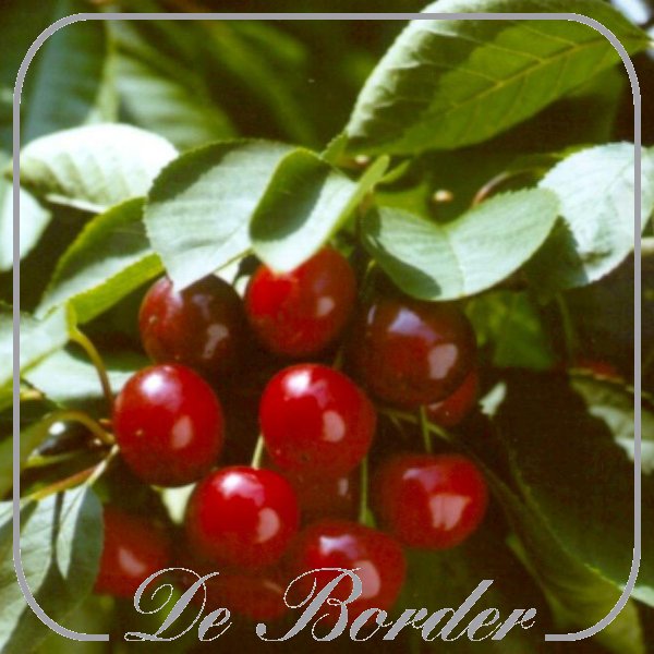 Kers 'Helene Starline'