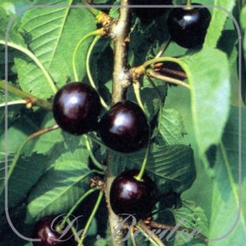 Kers 'Kordia'