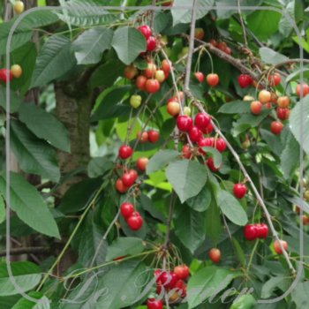 Kers 'Kordia'