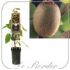 Kiwi 'Jenny'
