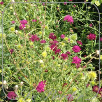 Knautia macedonica 'Red Knight'