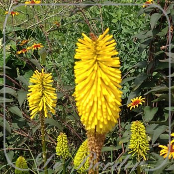Kniphofia 'Dorset Sentry'