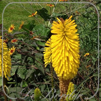 Kniphofia 'Dorset Sentry'