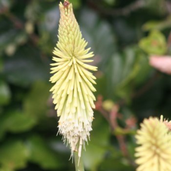 kniphofia-green-jade-229 Kniphofia 'Green Jade'