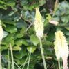 Kniphofia 'Green Jade'