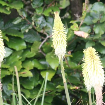 kniphofia-green-jade-231 Kniphofia 'Green Jade'