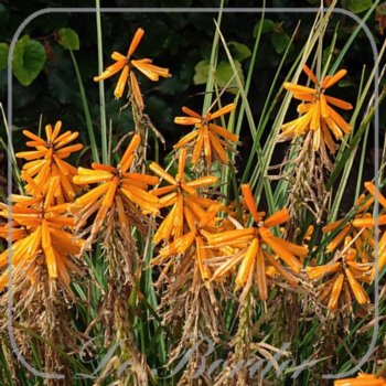 Kniphofia 'Orange Blaze'