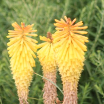 Kniphofia 'Wrexham Buttercup'