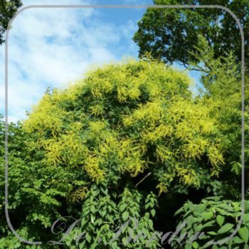 Koelreuteria paniculata