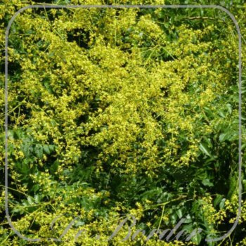 Koelreuteria paniculata