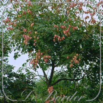 Koelreuteria paniculata