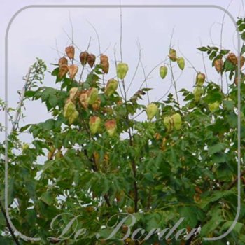 Koelreuteria paniculata