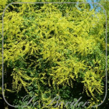 Koelreuteria paniculata