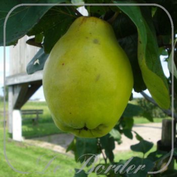 kweepeer-vranja-778 Kweepeer 'Vranja'