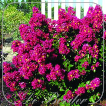 Lagerstroemia indica 'Berry Dazzle'
