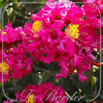 Lagerstroemia indica 'Berry Dazzle'