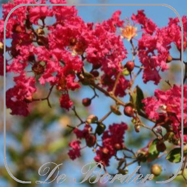 Lagerstroemia indica 'Dynamite'