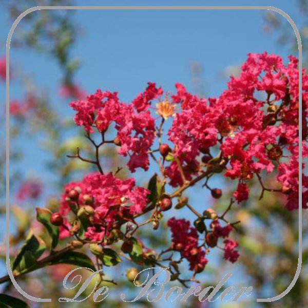 Lagerstroemia indica 'Red Hot'