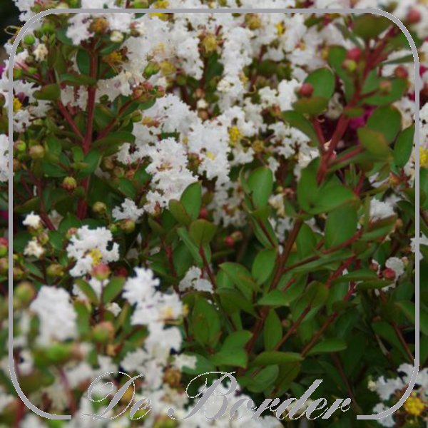 lagerstroemia-indica-with-love-virgin-30-40cm-in-pot-(3l)-290 Lagerstroemia indica 'With Love Virgin'