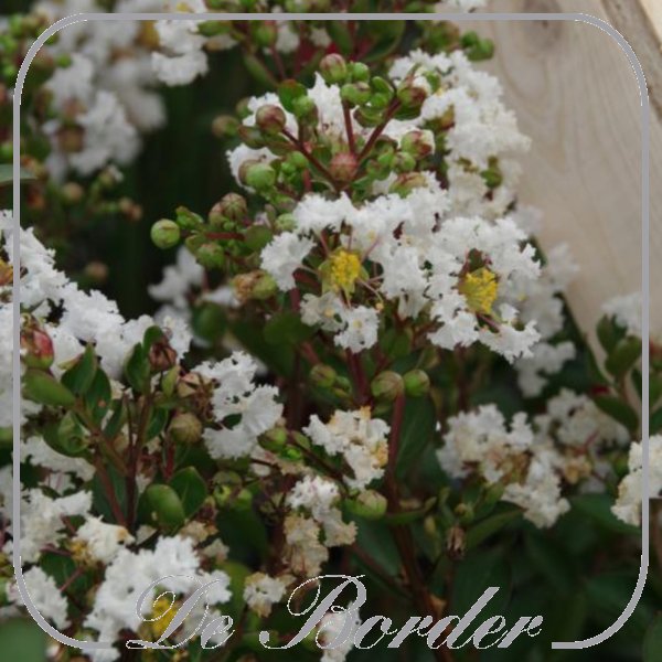 Lagerstroemia indica 'With Love Virgin'