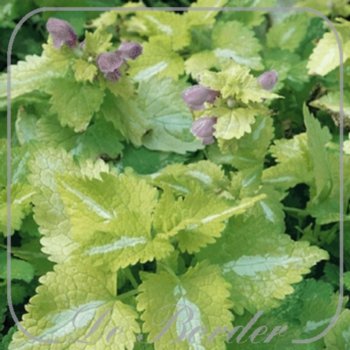 Lamium maculatum 'Gold Nuggets' --